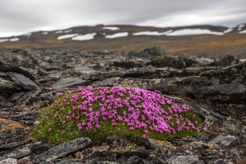Растительный мир Арктики